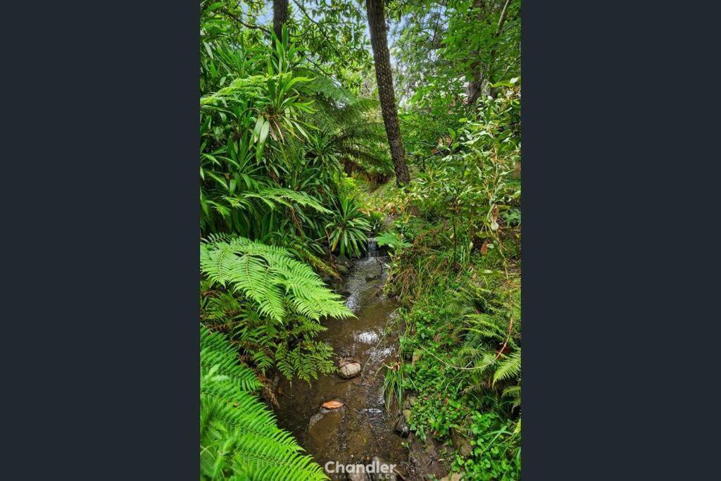فيلا Paddys Creek Retreat Upwey المظهر الخارجي الصورة